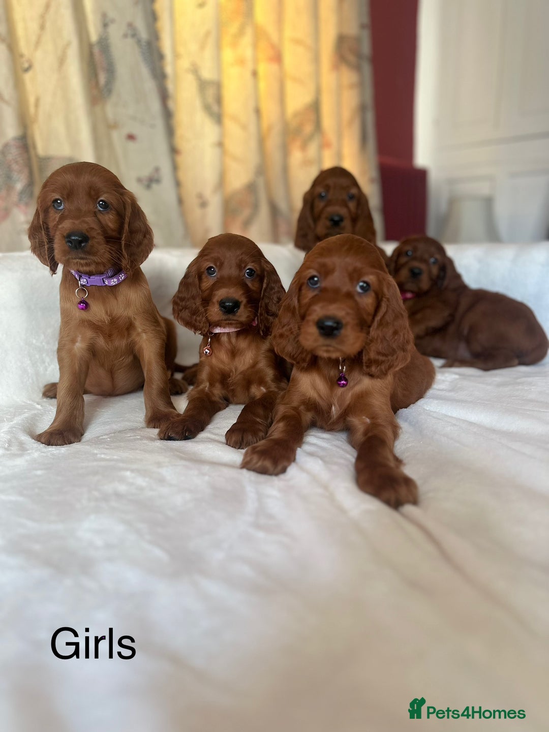 Irish Setter dogs for sale: Irish Setter Puppies 💜 - Image 2
