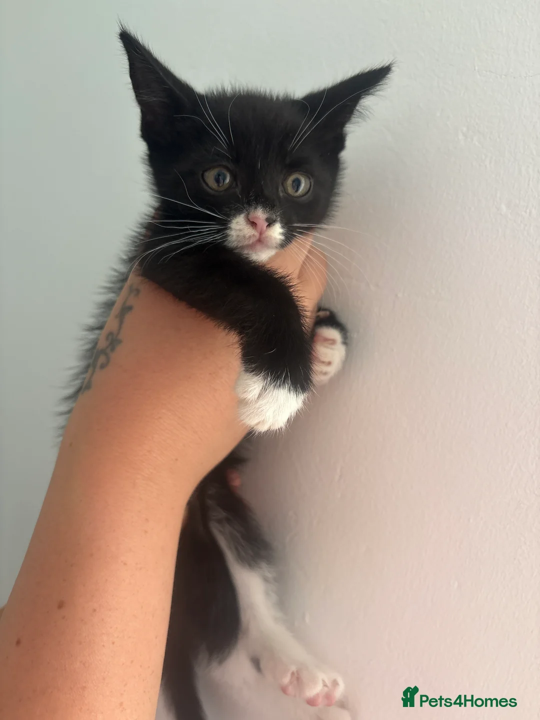 Mixed Breed cats for sale: Three males three females kittens - Advert 2