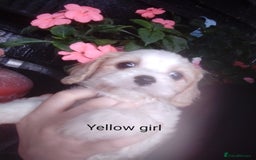 Cavachon dogs for sale: Gorgeous F1 cavachons for sale - Image 5