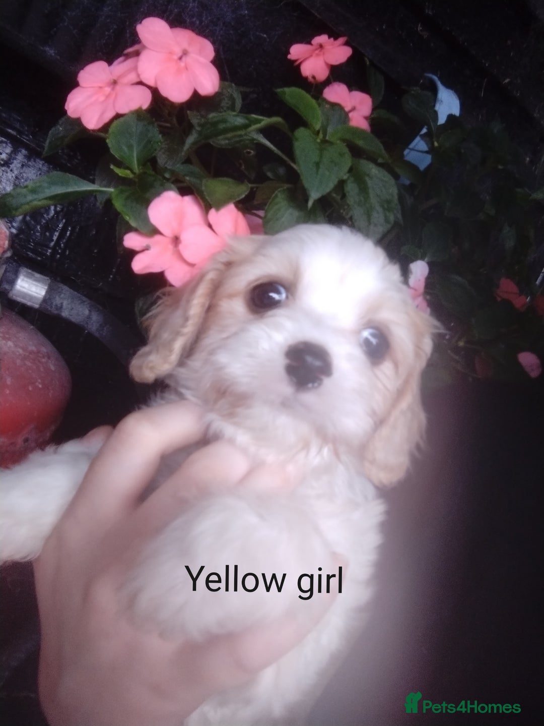 Cavachon dogs for sale: Gorgeous F1 cavachons for sale - Image 5