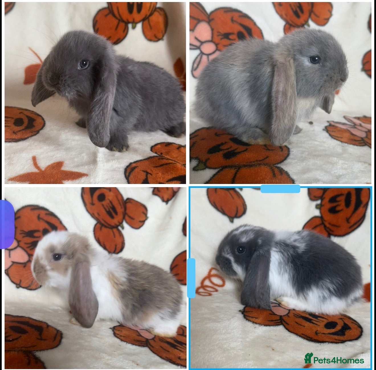 French Lop rabbits Giant French lop rabbits 4 left - Advert 9