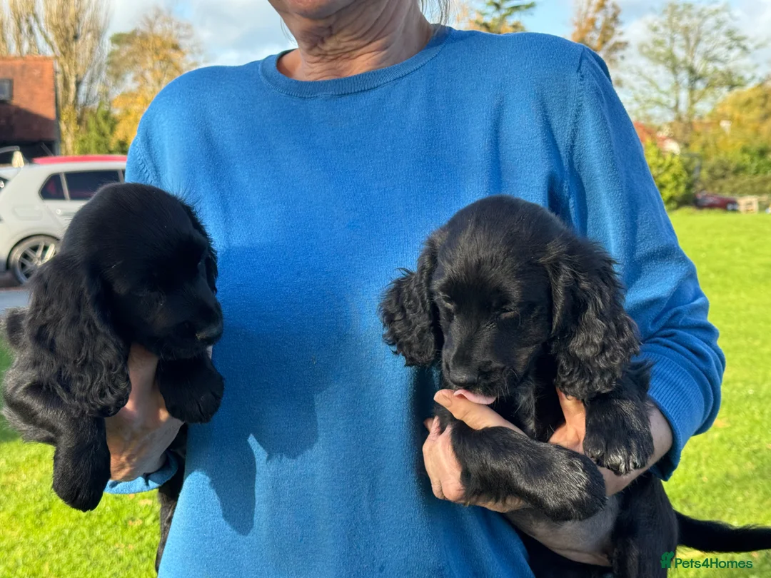 Cocker Spaniel dogs for sale: Cocker spaniel puppies - Advert 1