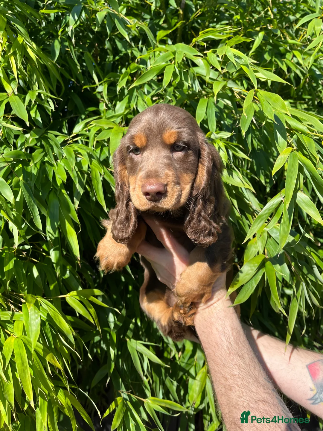 Mixed Breed dogs for sale: Gorgeous Dockers in Manchester - Advert 2