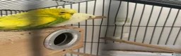 Budgerigars birds for sale: Pair of Budgies for Sale with Cage in Halifax - Advert 13