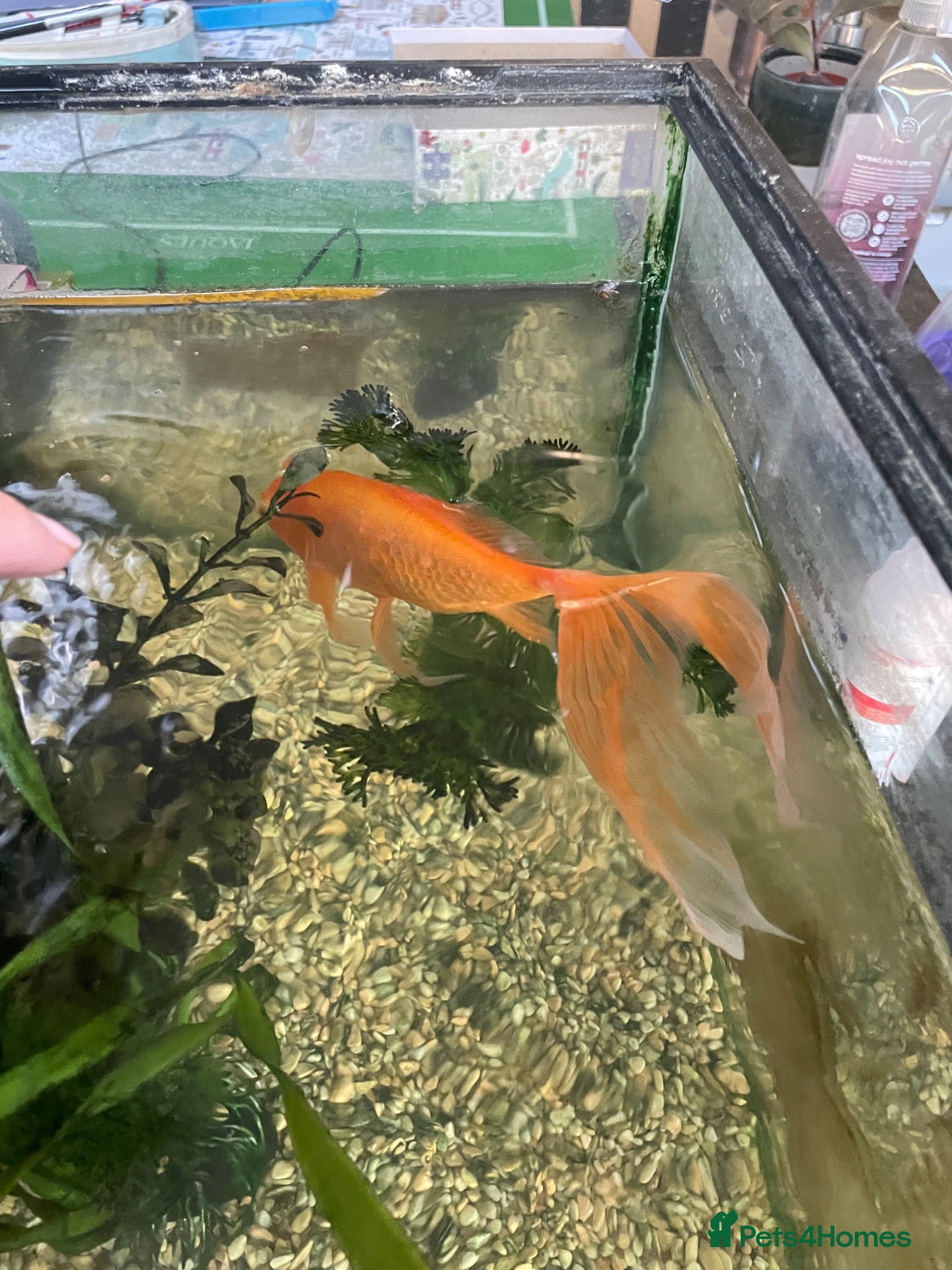 Fancy Goldfish fish Fancy gold fish looking for a new home.  - Advert 1