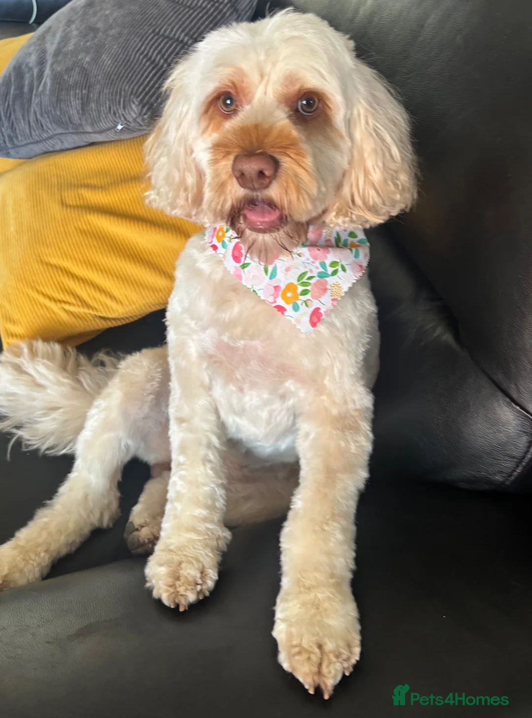 Cockapoo dogs for sale: F1b fox red cockerpoo - Advert 2