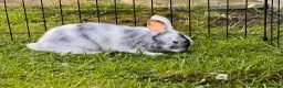 Mini Lop rabbits for sale: HARLEQUIN MINI LOPS in Otley - Advert 7