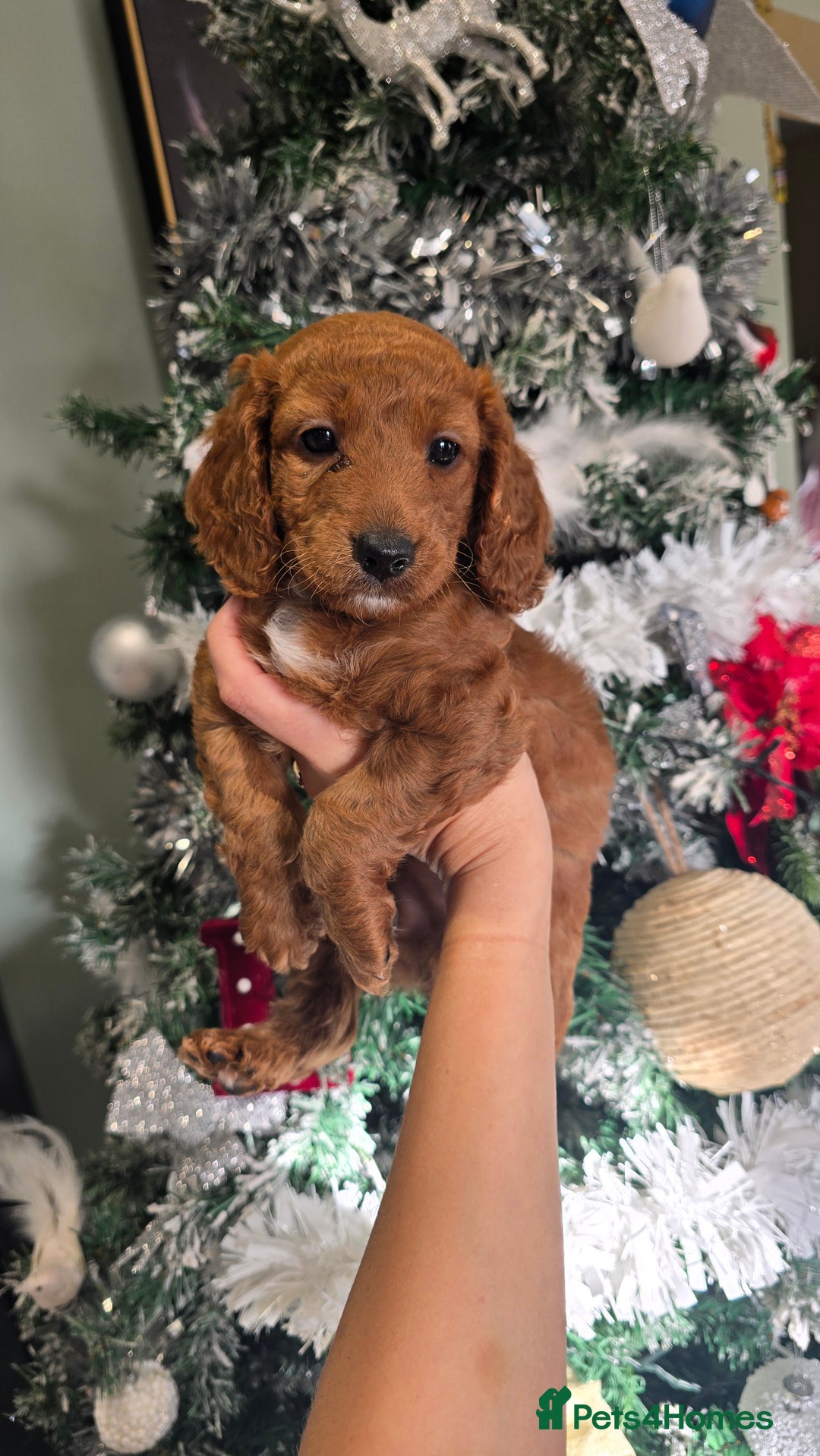 Cockapoo dogs for sale: Beautiful cockapoo puppies - Advert 15