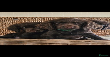 Cocker Spaniel dogs - Advert 4