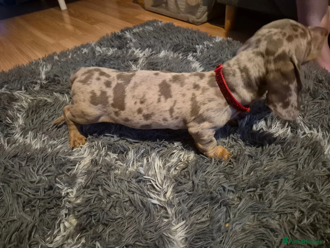 Miniature Dachshund dogs for sale: Miniature Dachshund puppies - Advert 40