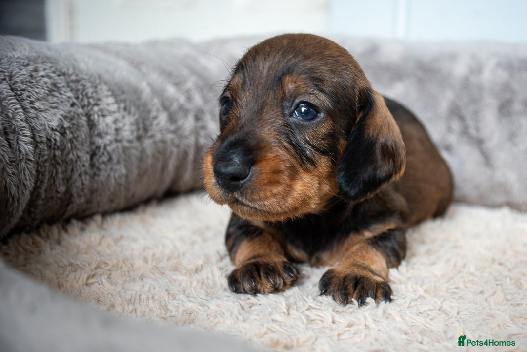 Dachshund dogs for sale: KC Standard Wire-haired Dachshund puppies - Image 8