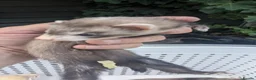 Ferret rodents for sale: Half micro and std ferrets  - Advert 2