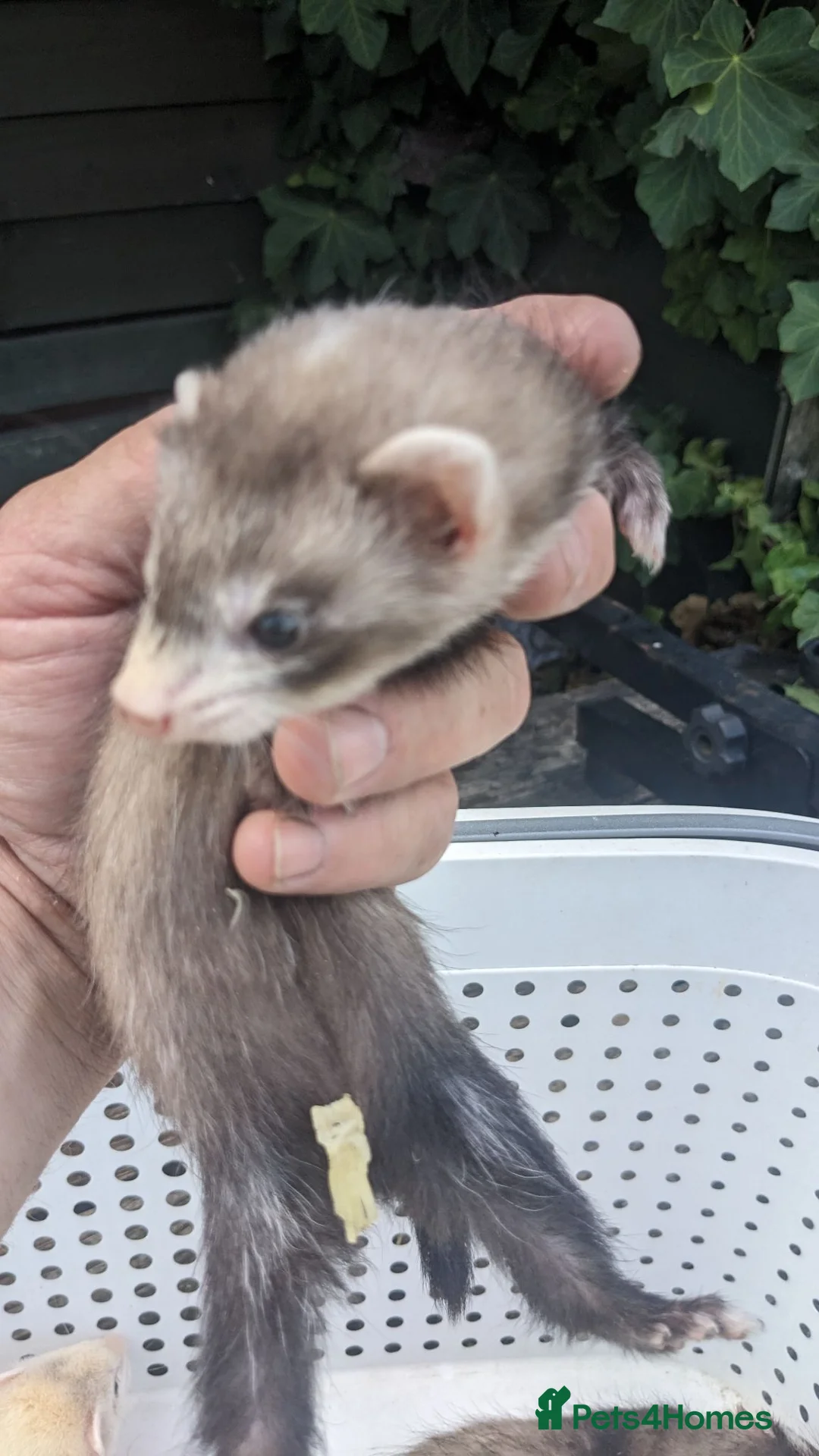 Ferret rodents for sale: Half micro and std ferrets  - Advert 2