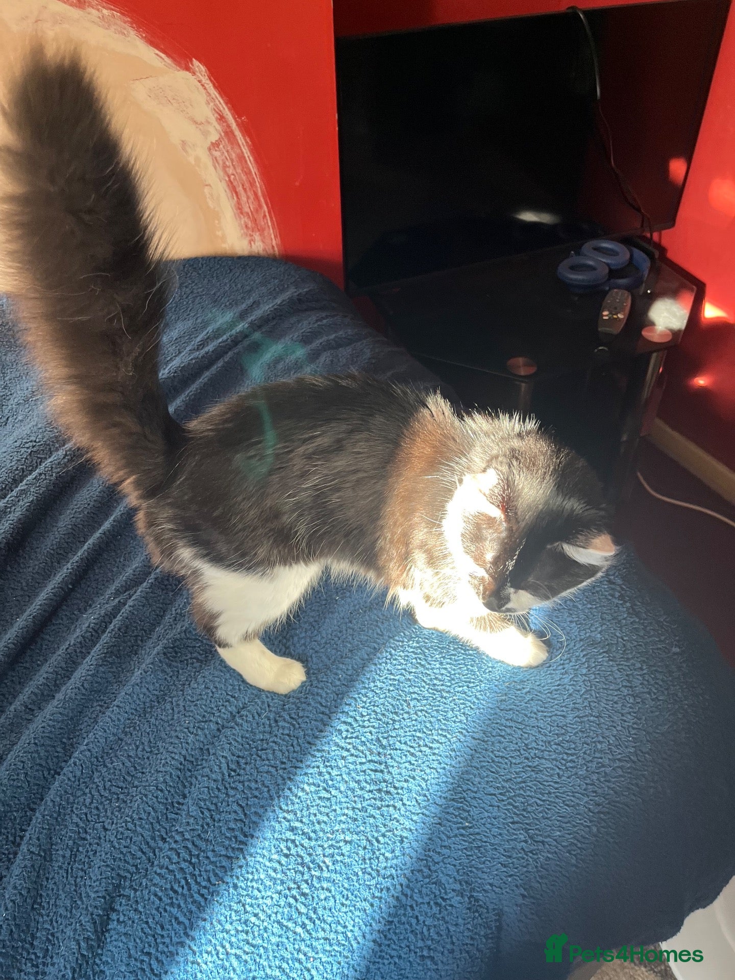 Mixed Breed cats Black and white 5 month old kitten  - Advert 1