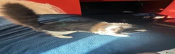 Mixed Breed cats for sale: Black and white 5 month old kitten  in Warrington - Advert 1
