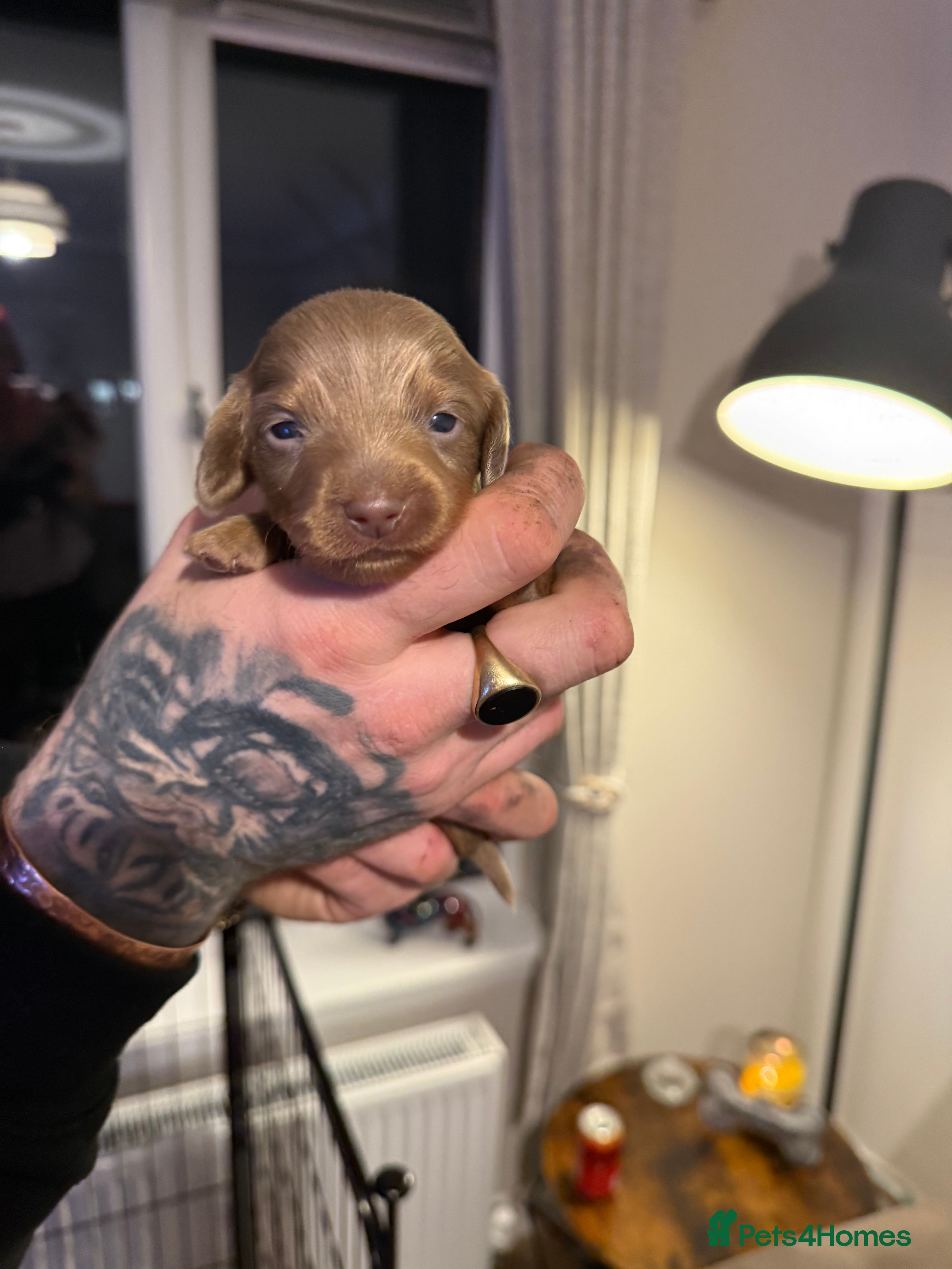 Miniature Dachshund dogs Miniature Dachshunds  - Advert 4