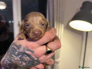 Miniature Dachshund dogs Miniature Dachshunds - Advert 4