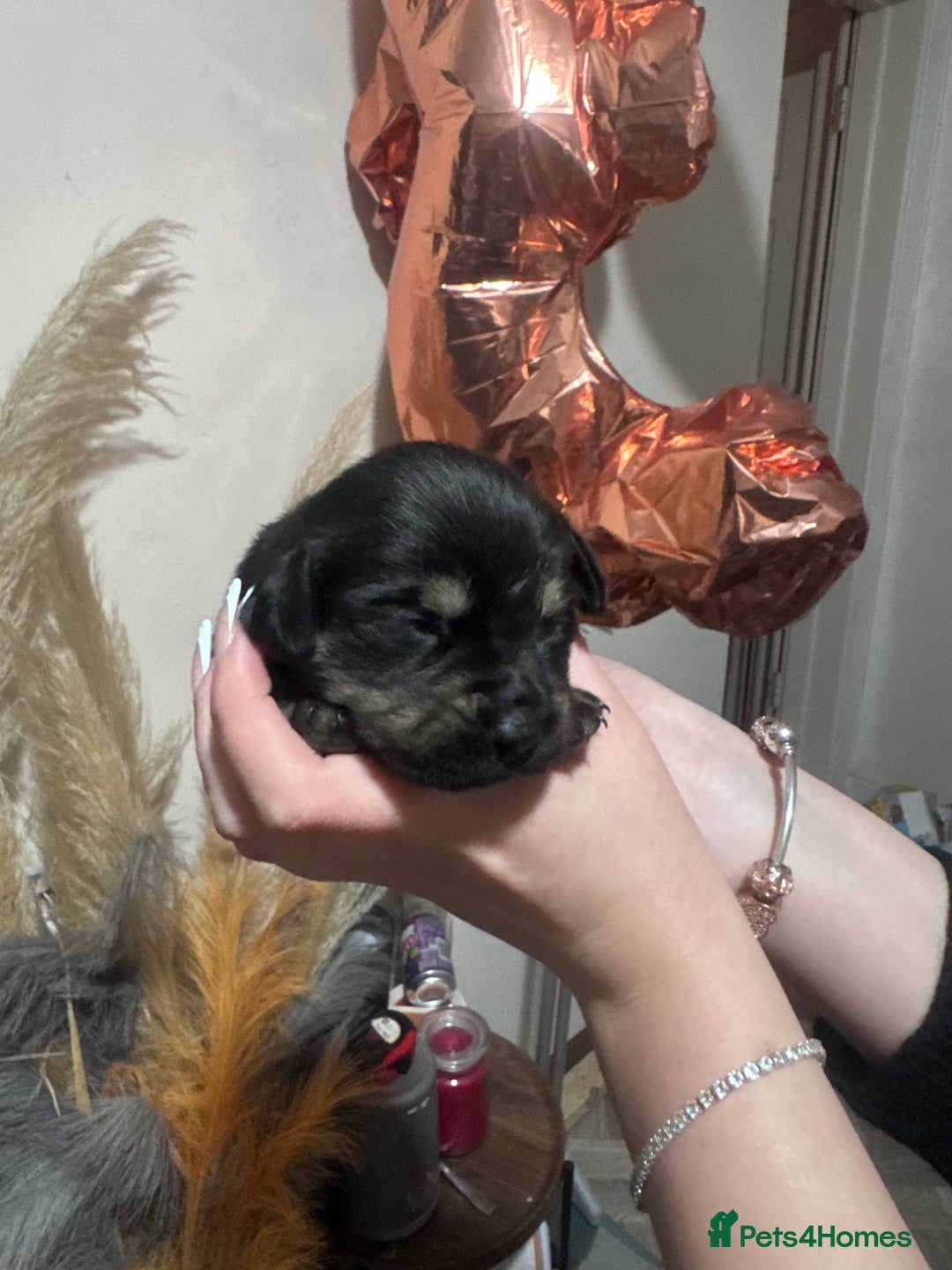Mixed Breed dogs for sale: Rottweiler cross puppies - Advert 5