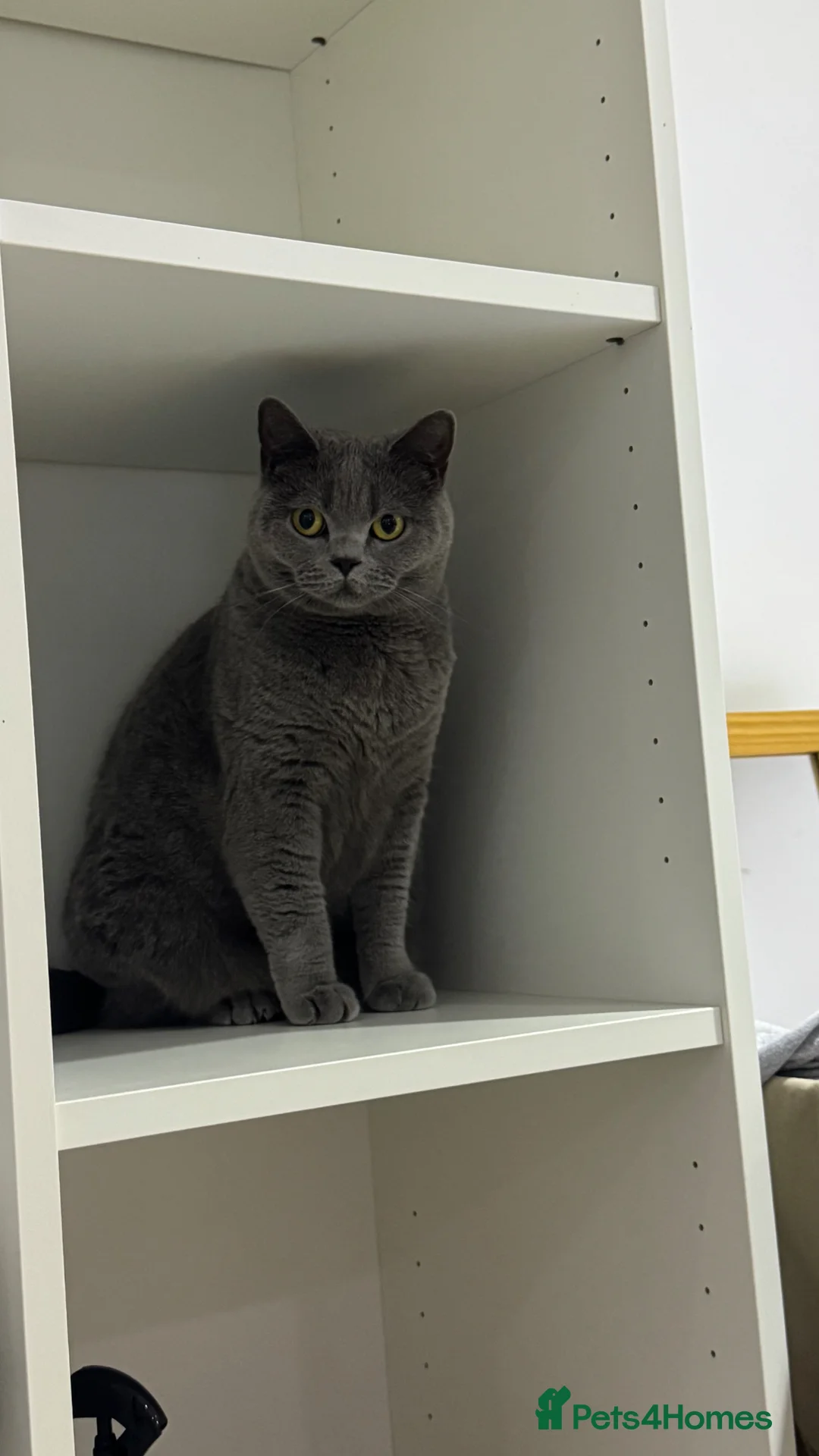 British Shorthair cats for sale: Beautiful British Shorthair Pair (M&F) - Advert 5