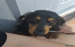 Dachshund dogs for sale: Gorgeous long haired daschund - Image 4