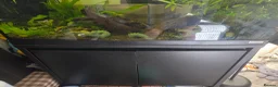 Tetras fish for sale: Fish, Tank and Stand  in Bristol - Advert 2