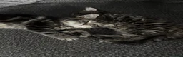 British Longhair cats for sale: Luna’s beautiful longhair tabby kittens 🐾🥰 - Advert 3