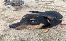 Mixed Breed dogs for adoption: Jackson  - Advert 3