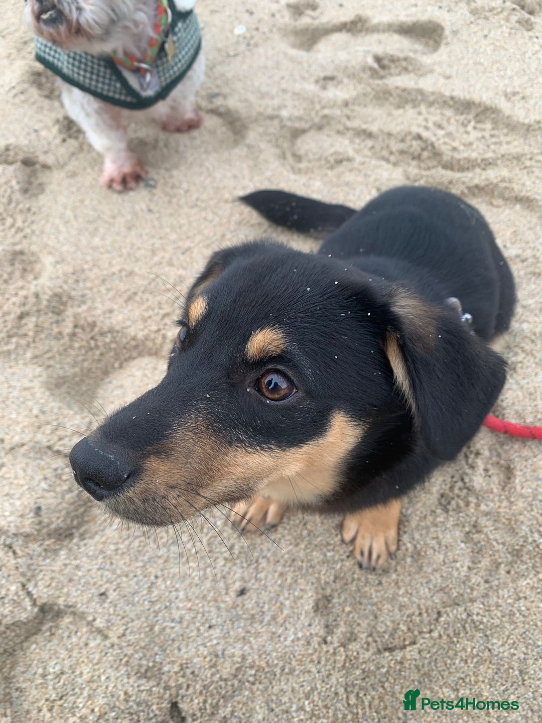 Mixed Breed dogs for adoption: Jackson  - Advert 3