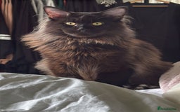 Ragcoon cats for sale: Ragcoon Kittens - Image 8