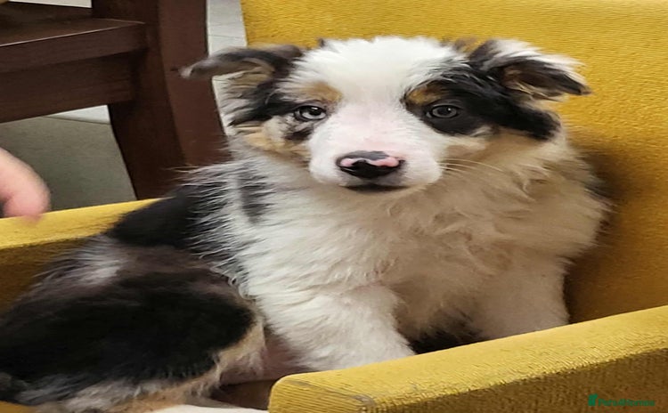 Mixed Breed dogs 1 Beautiful puppy left out of 7 . - Advert 3