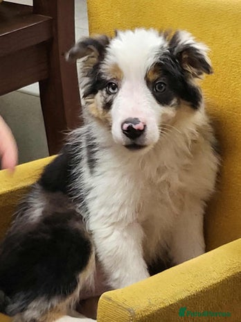 Mixed Breed dogs 1 Beautiful puppy left out of 7 . - Advert 3