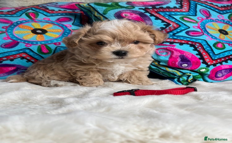 Maltipoo dogs - Advert 8