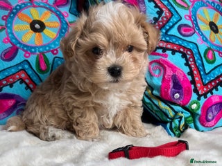 Maltipoo dogs - Advert 9