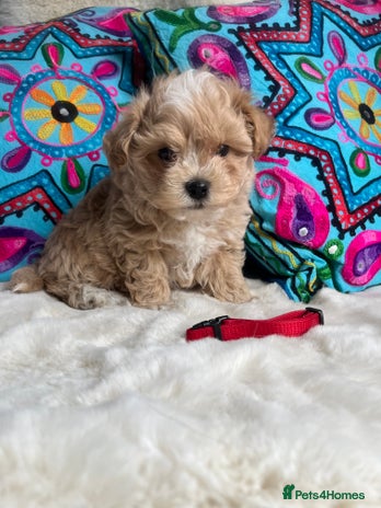 Maltipoo dogs - Advert 4