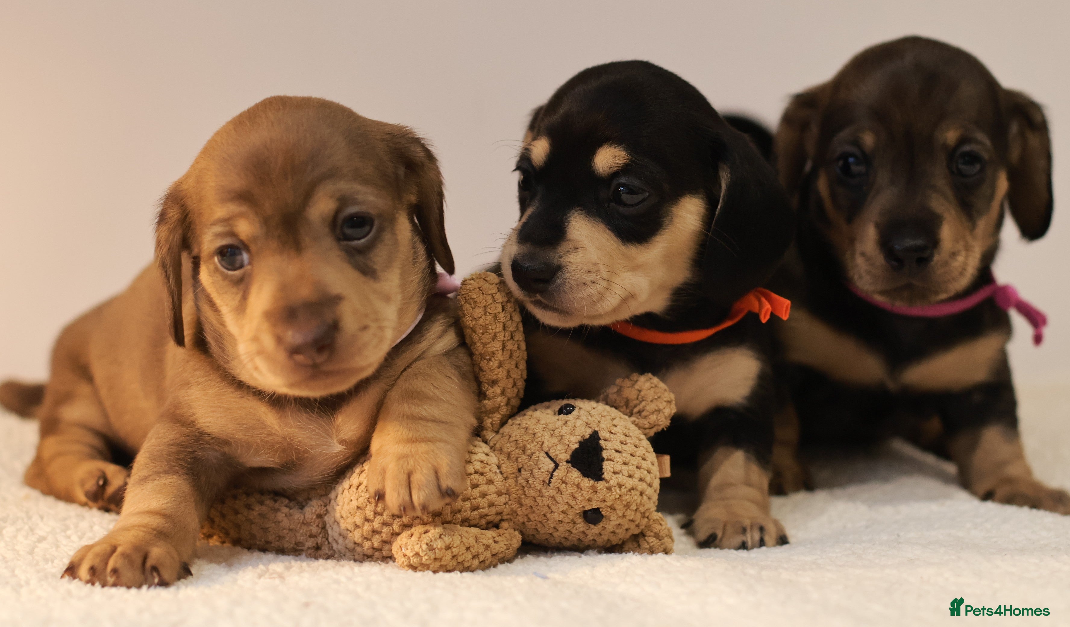 Miniature Dachshund dogs 5*Licensed+KC+PRAclear+VETchecked+Chocolate&Cream - Advert 6