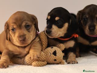Miniature Dachshund dogs 5*Licensed+KC+PRAclear+VETchecked+Chocolate&Cream - Advert 9
