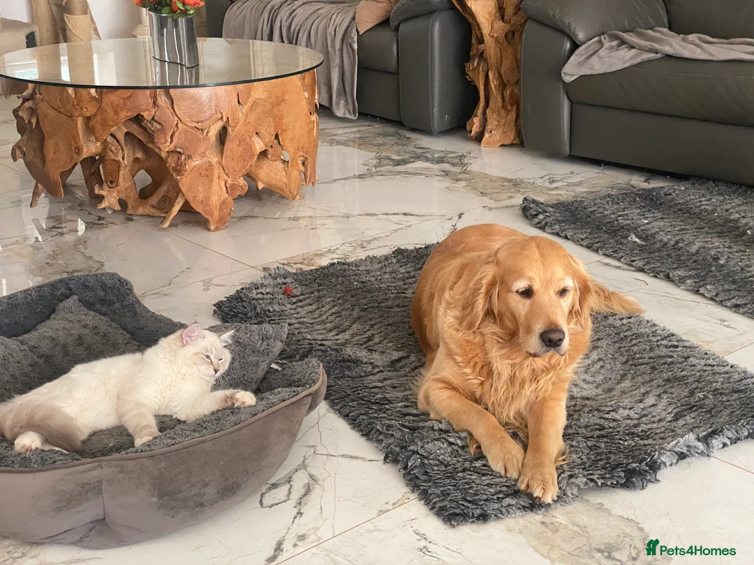 Cockapoo dogs for sale: ‼️ Attention Please ‼️ - Advert 23