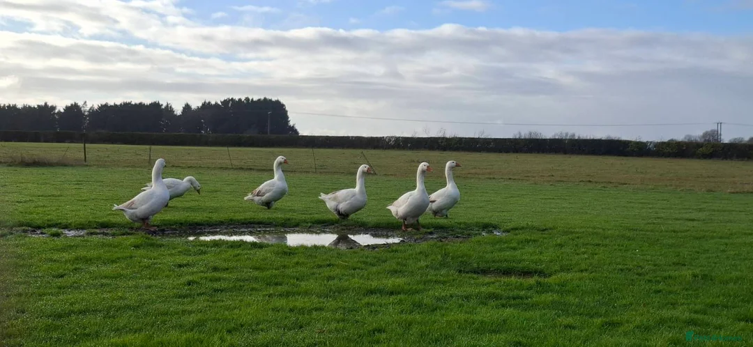 Geese poultry for sale: Large-strain Embden Geese-varying ages 2025 hatch - Advert 2