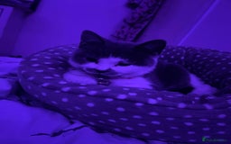 American Shorthair cats for sale: British shorthair cat - Advert 5