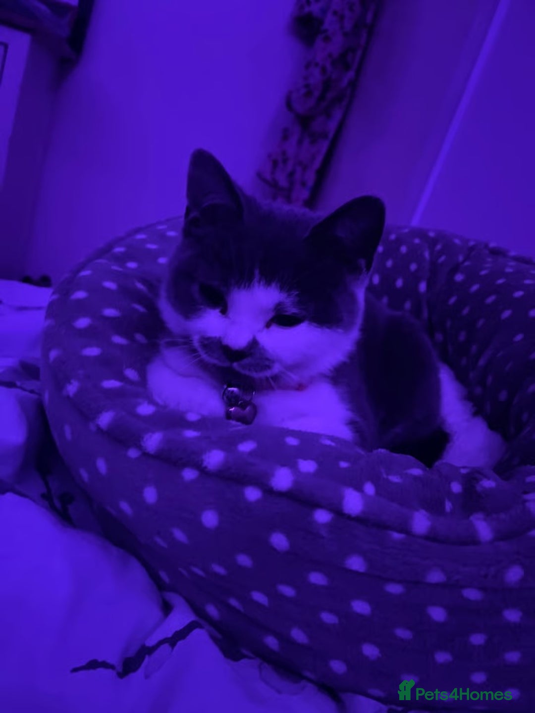 American Shorthair cats for sale: British shorthair cat - Advert 5