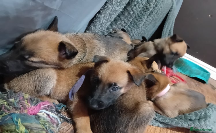 Belgian Shepherd Dog dogs - Advert 6