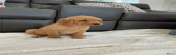 Labrador Retriever dogs for sale: For Red Labrador pups. KC REG/COUNCIL LICENSED  - Advert 2