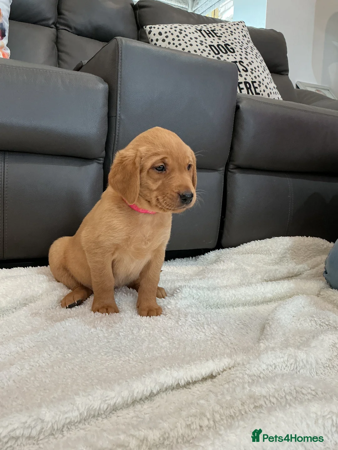 Labrador Retriever dogs for sale: For Red Labrador pups. KC REG/COUNCIL LICENSED  - Advert 2