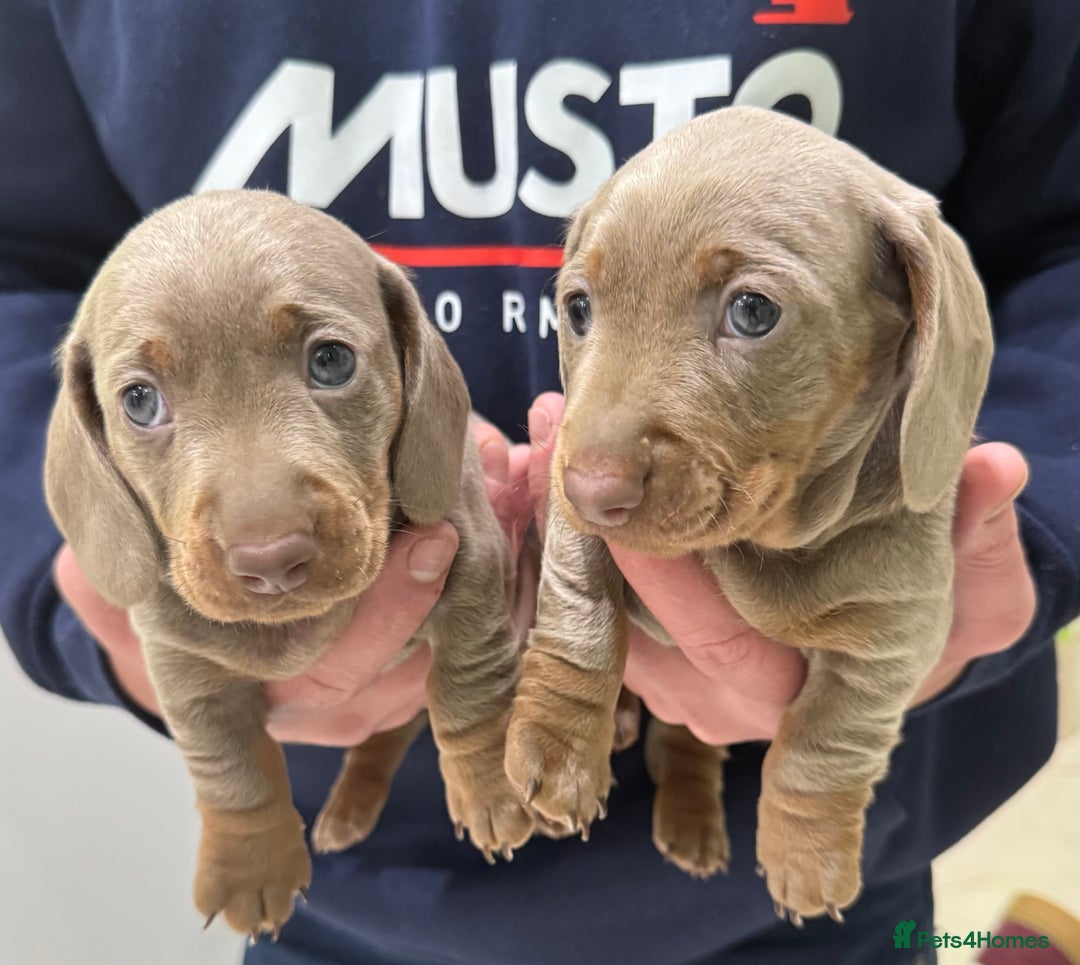 Dachshund dogs for sale: 2 Isabella dachshund puppies  - Image 2