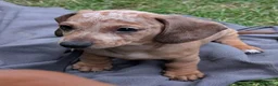 Dachshund dogs for sale: Gorgeous sausage dog puppies  - Advert 33