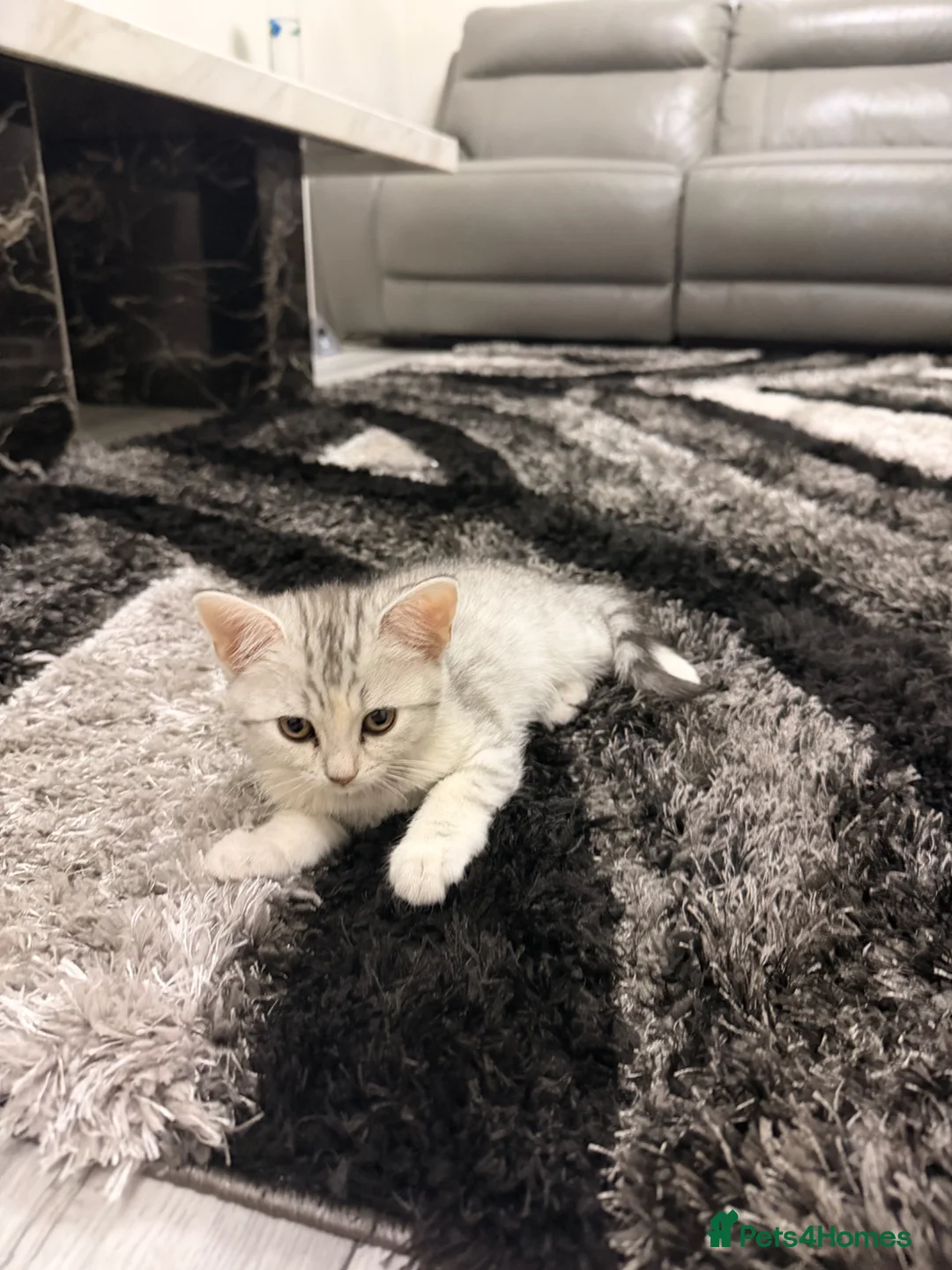 Scottish Fold cats for sale: Scottish straight  - Advert 1