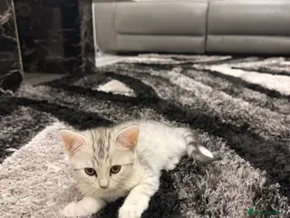 Scottish Fold cats Scottish straight - Advert 2