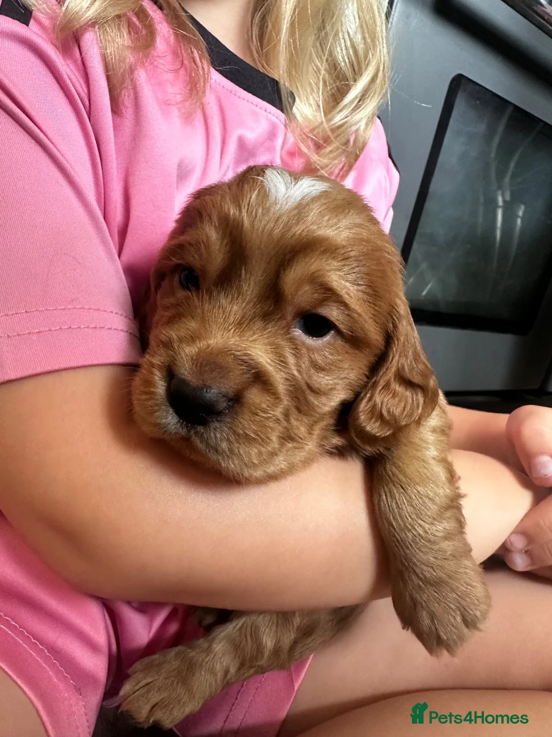 Cocker Spaniel dogs for sale: Outstanding Pedigree Cockers - Advert 8