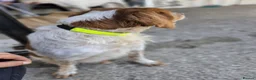Brittany Spaniel dogs for adoption: Kiko, Brittany, aged 3 in Nottingham - Advert 2