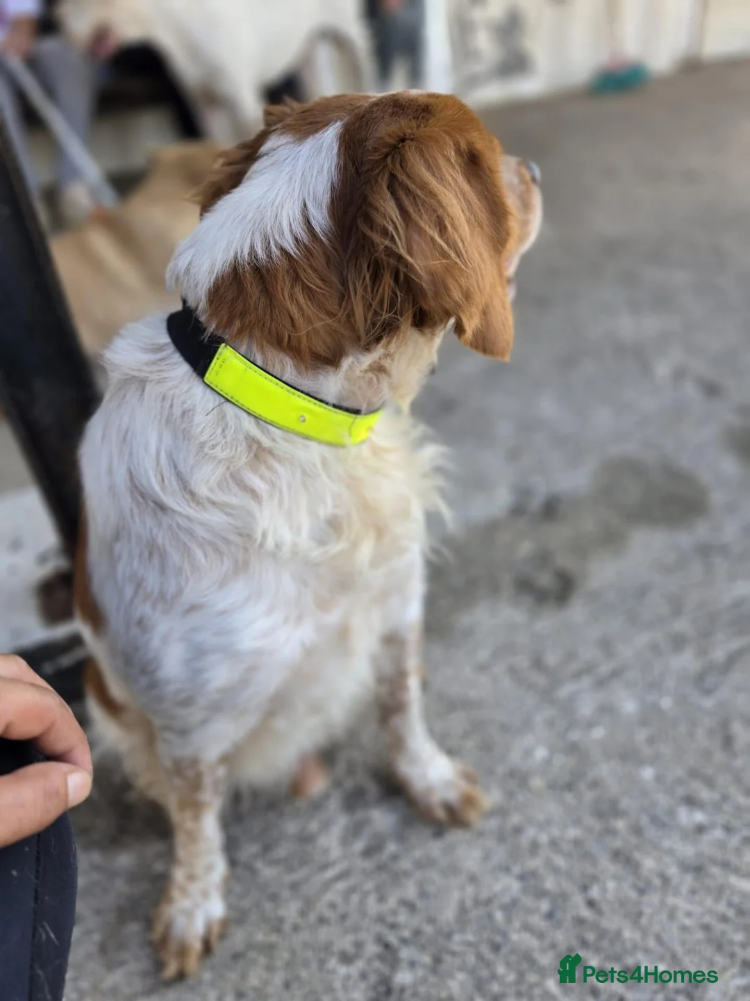 Brittany Spaniel dogs for adoption: Kiko, Brittany, aged 3 in Nottingham - Advert 2